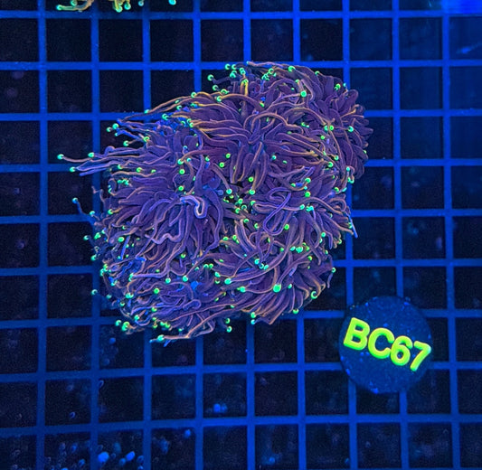 Indo Golds colony BC67