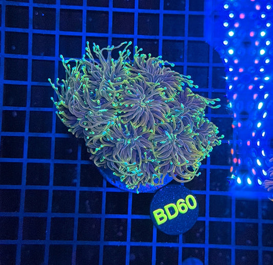 Indo Golds colony BD60