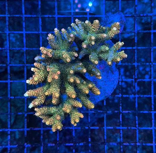 Indo Premium Acro