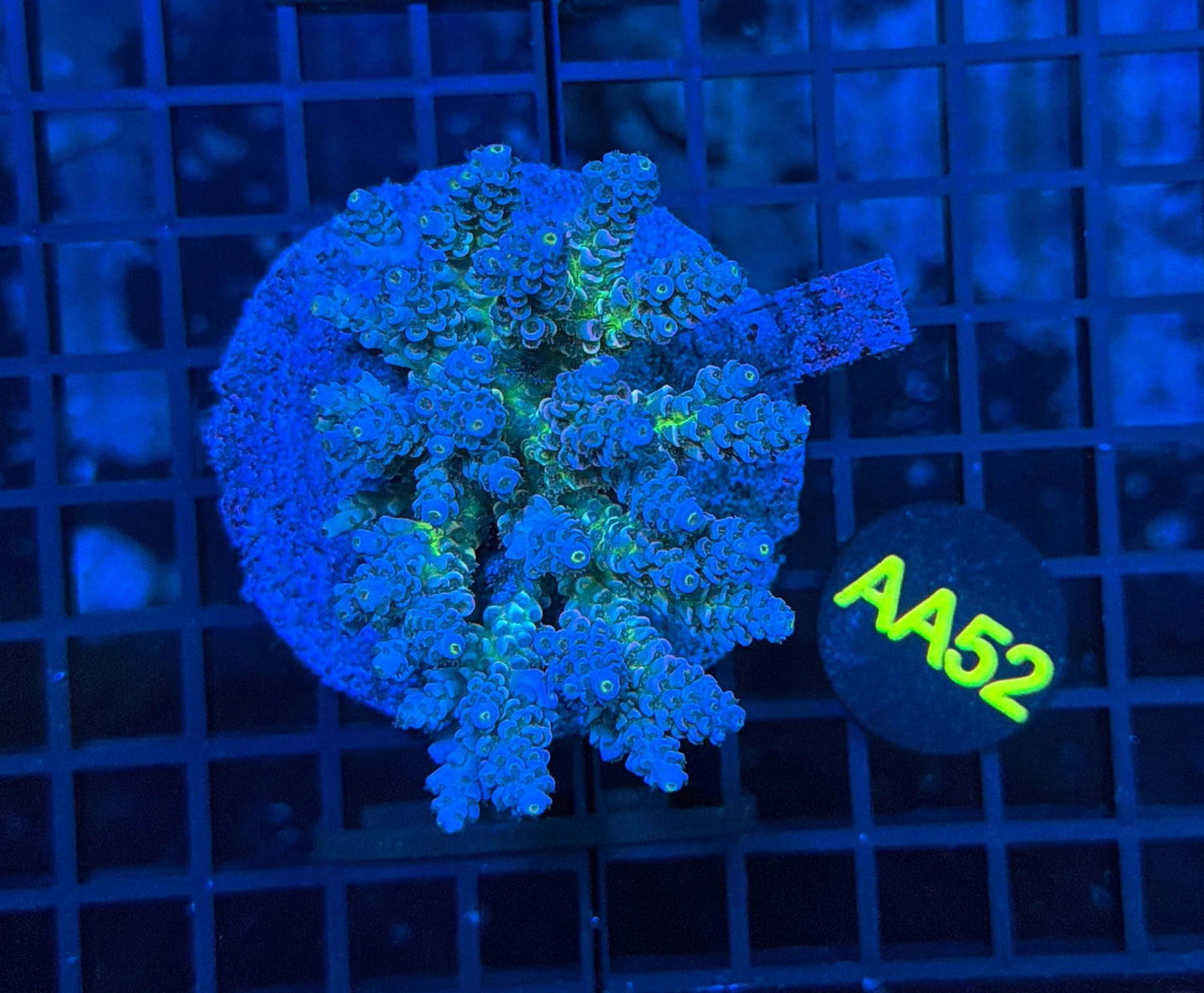 Indo Premium Acro  AA52