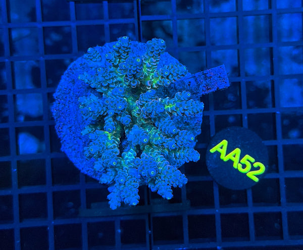 Indo Premium Acro  AA52