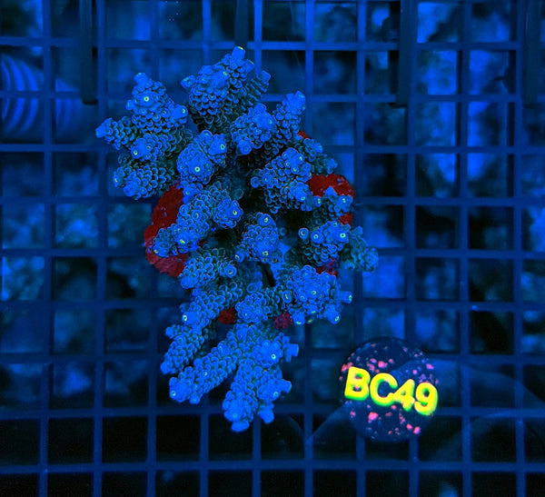 Indo Premium Acro BC49