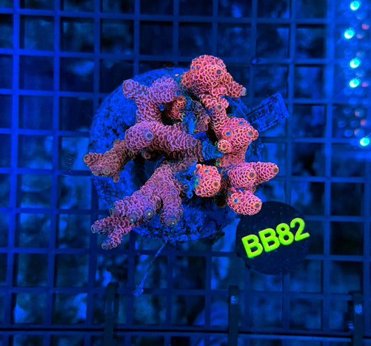 Indo Premium Acro BB82
