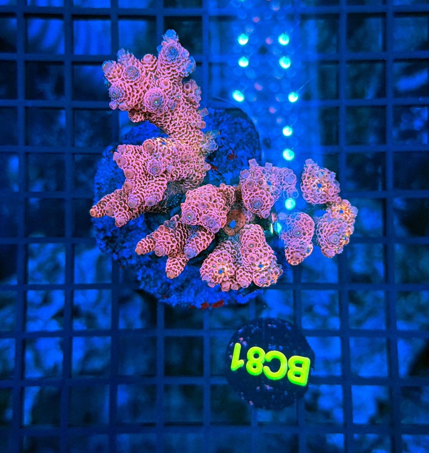 Indo Premium Acro BC81