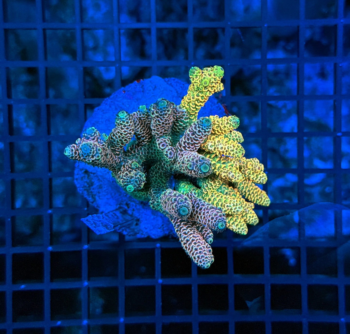 Indo Premium Acro