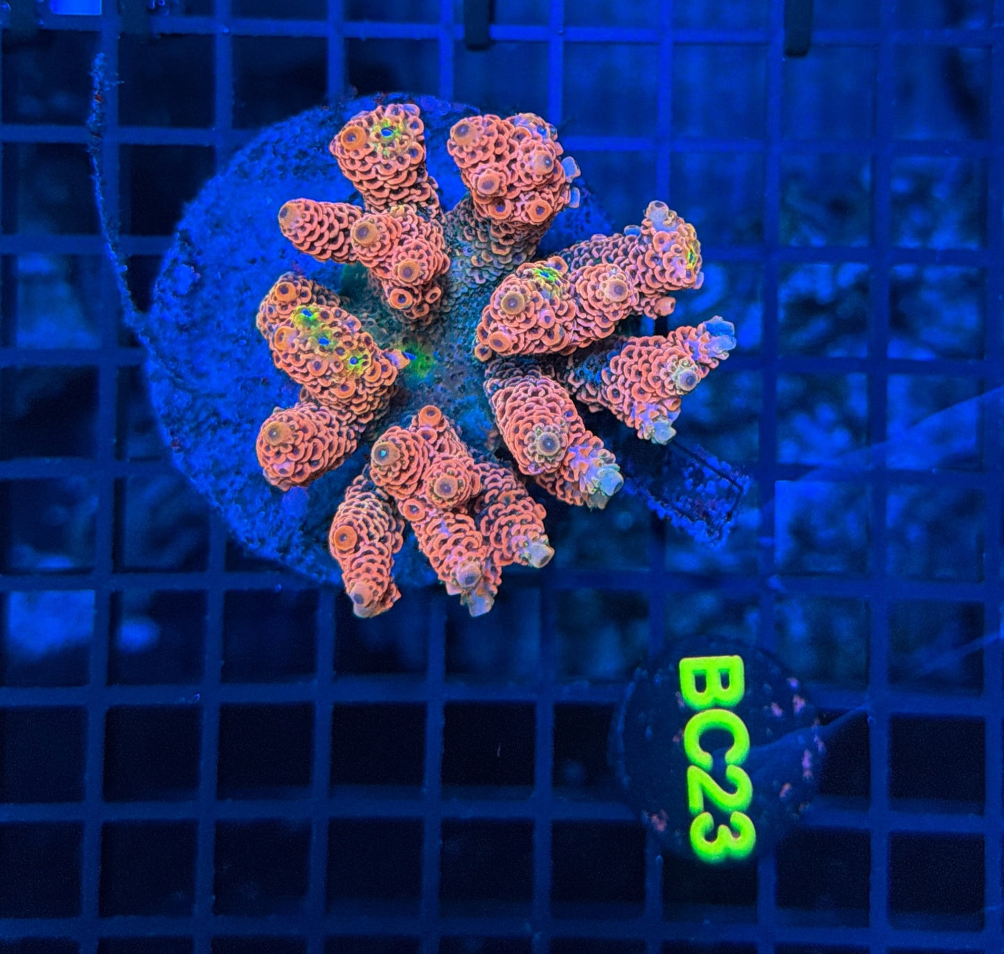Indo Premium Acro BC23