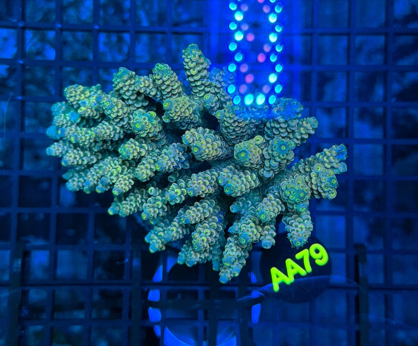 Indo Premium Acro AA79