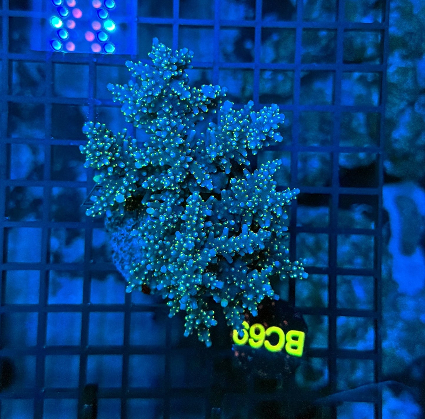 Indo Premium Acro BC69