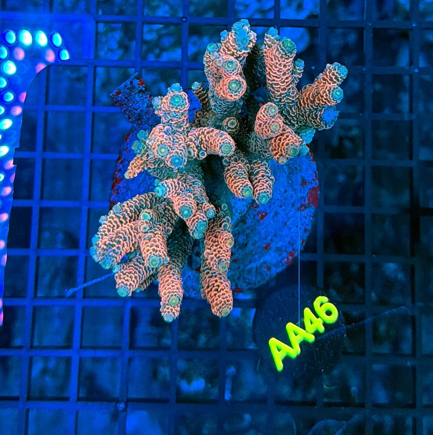 Indo Premium Acro AA46