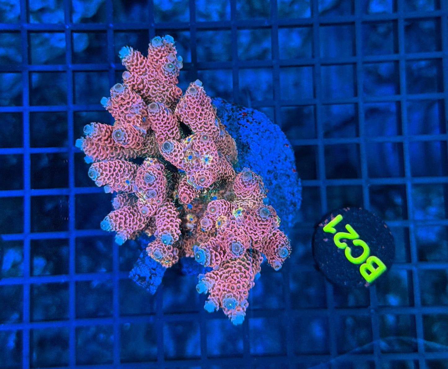 Indo Premium Acro BC21