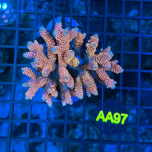 Indo Premium Acro AA97