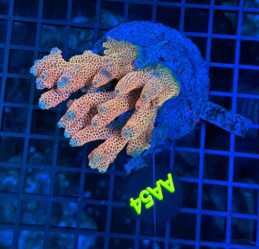 Indo Premium Acro AA54