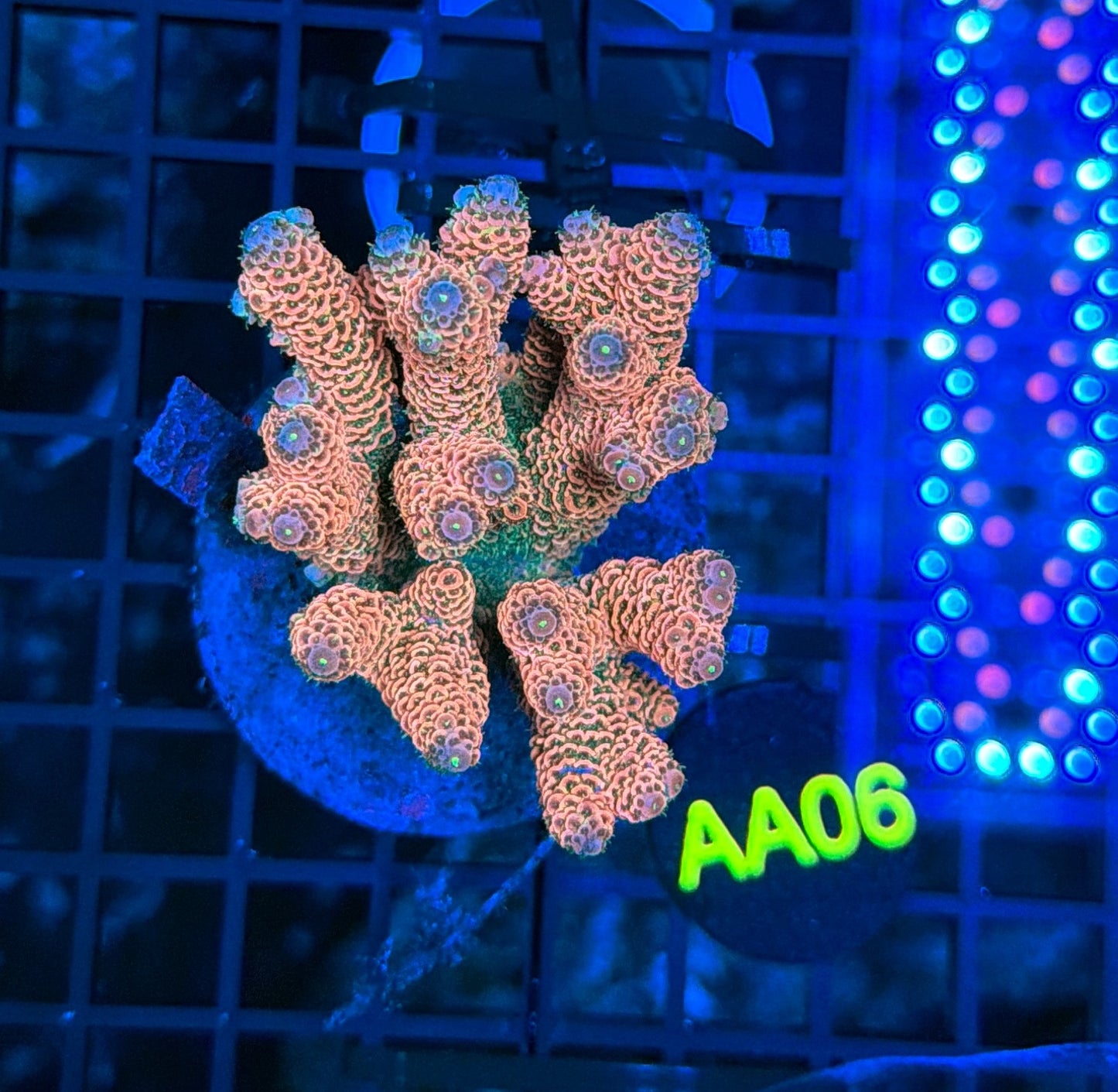 Indo Premium Acro AA06