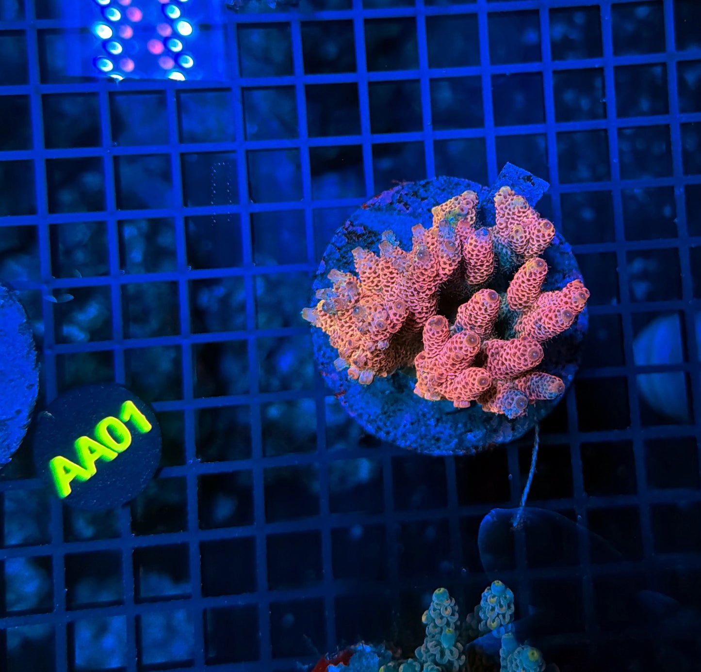 Indo Premium Acro AA01