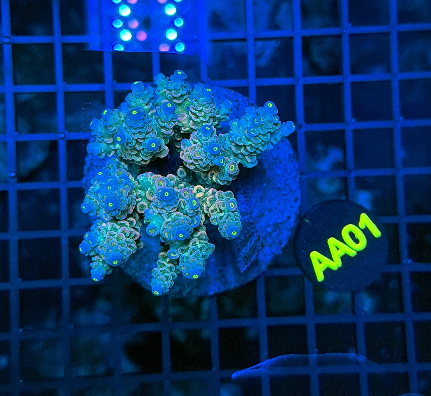 Indo Premium Acro AA01