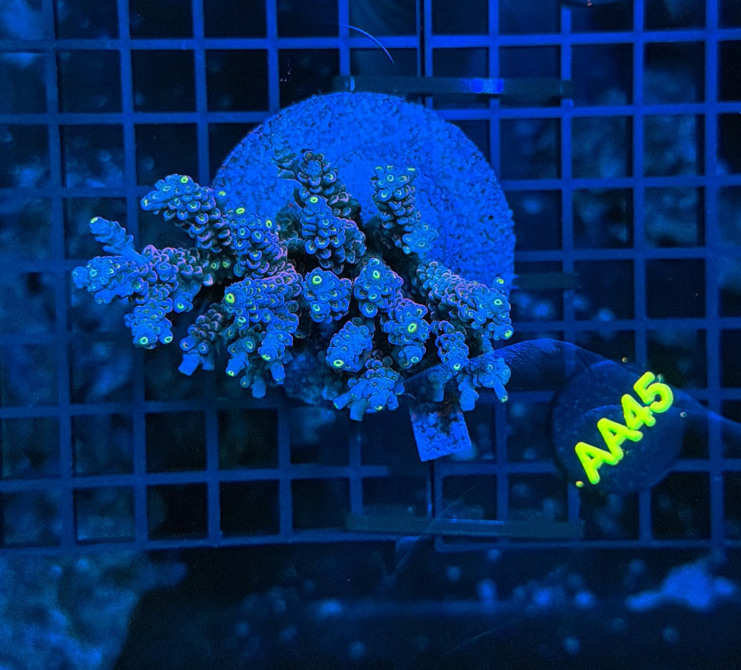 Indo Premium Acro AA45