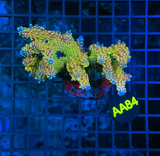 Indo Premium Acro AA84
