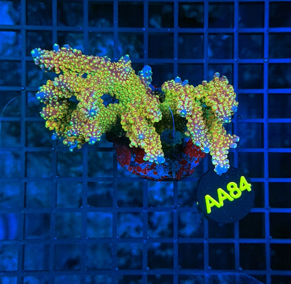 Indo Premium Acro AA84