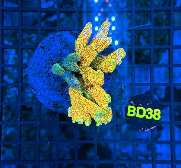 Indo Premium Acro BD38