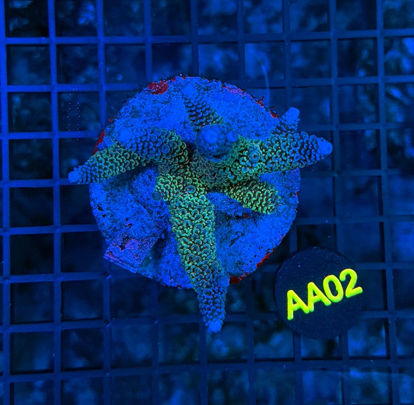 Indo Premium Acro AA02
