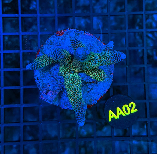 Indo Premium Acro AA02