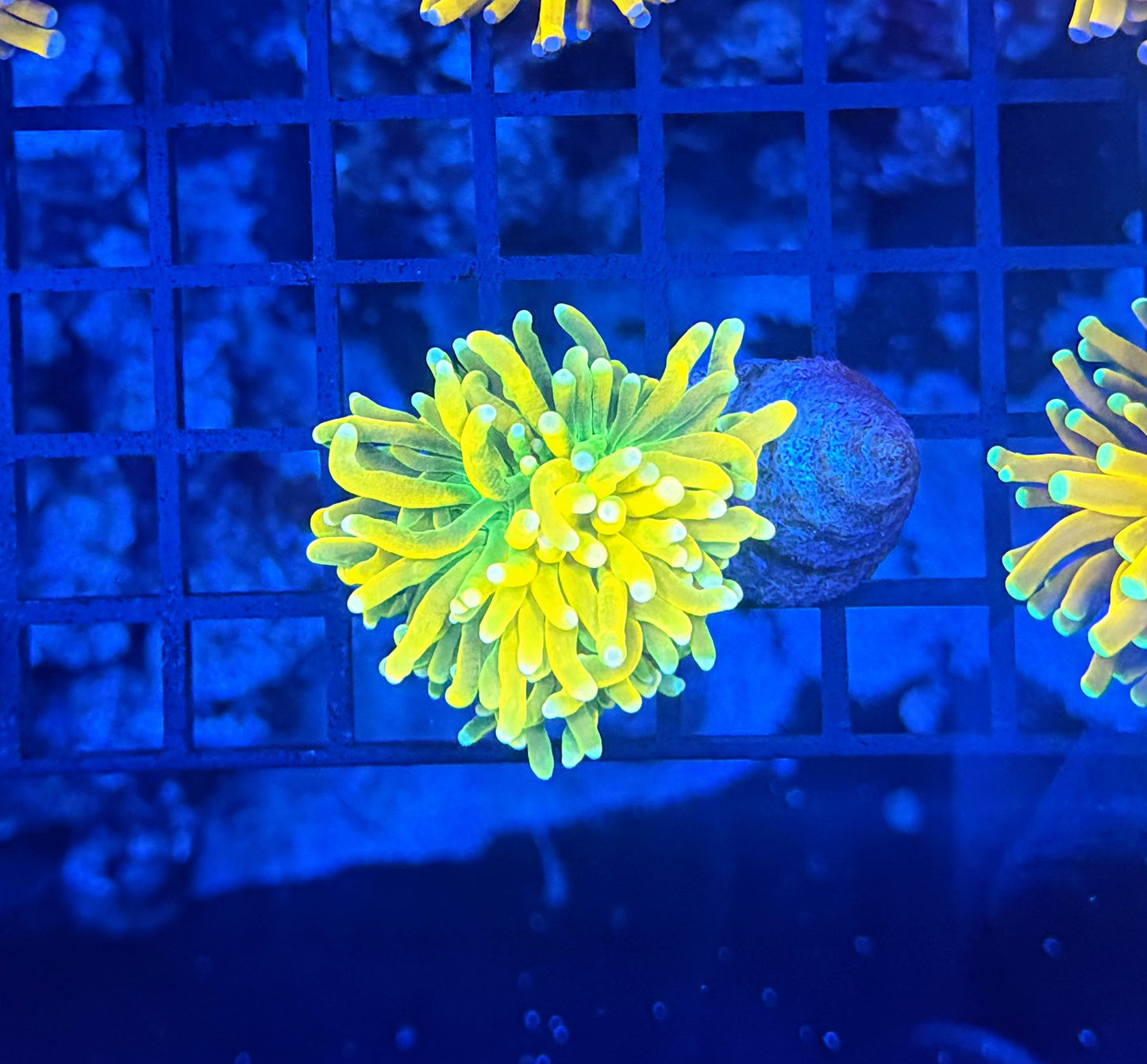Banana Grail Variants