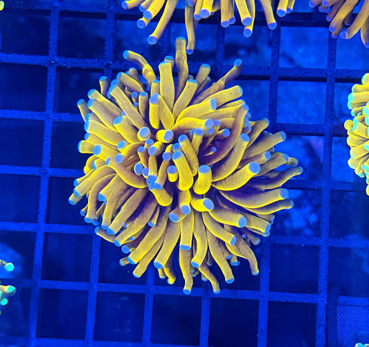 Banana  Variants