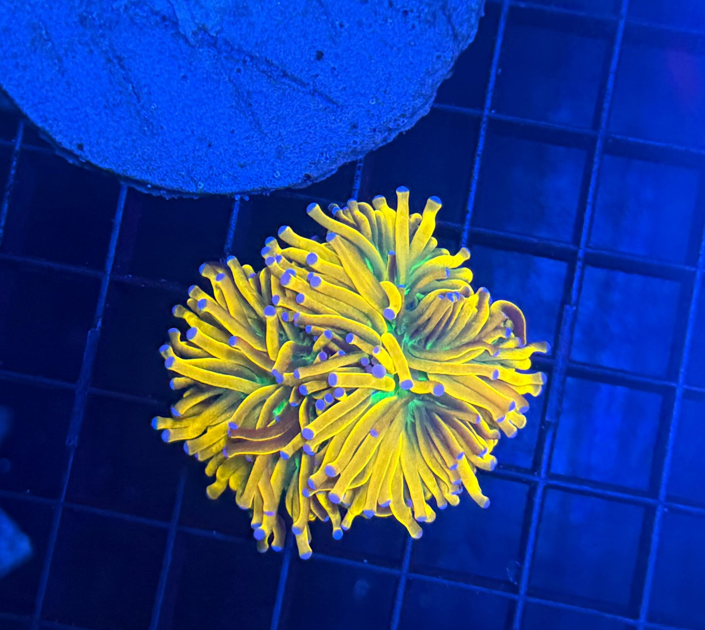 Banana Grail Variants Large