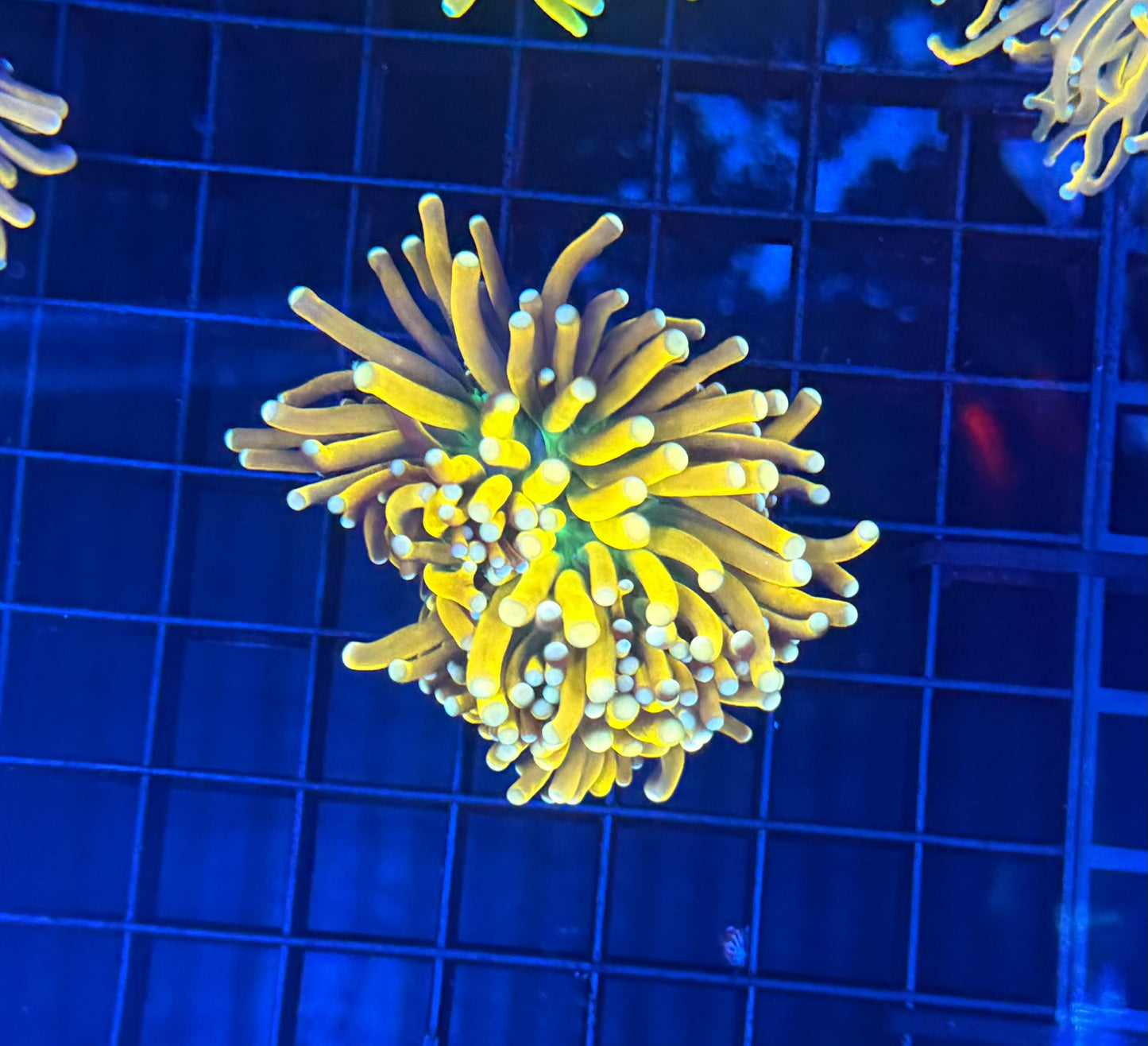 Banana Grail Variants Large