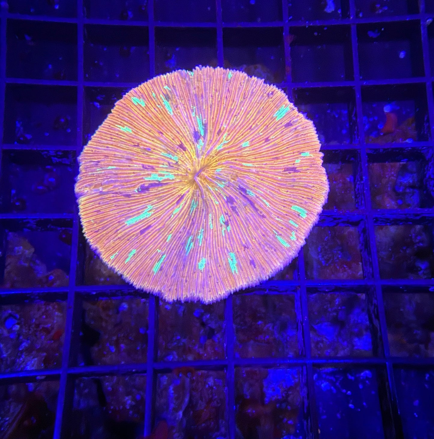 rainbow plate