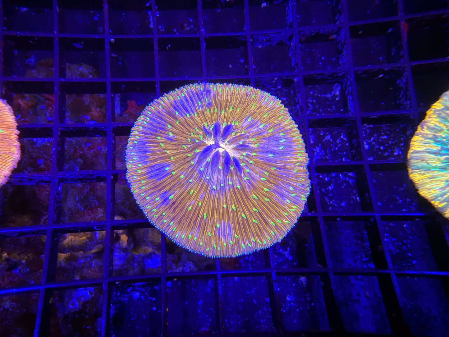 Rainbow Plate