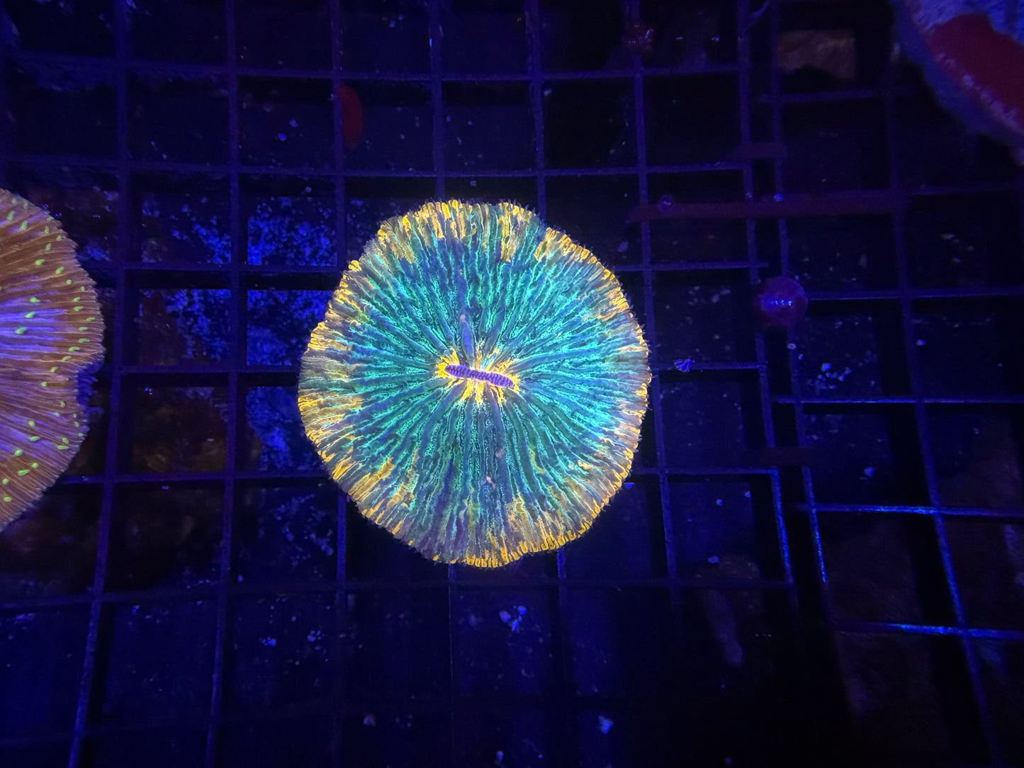 Rainbow Plate