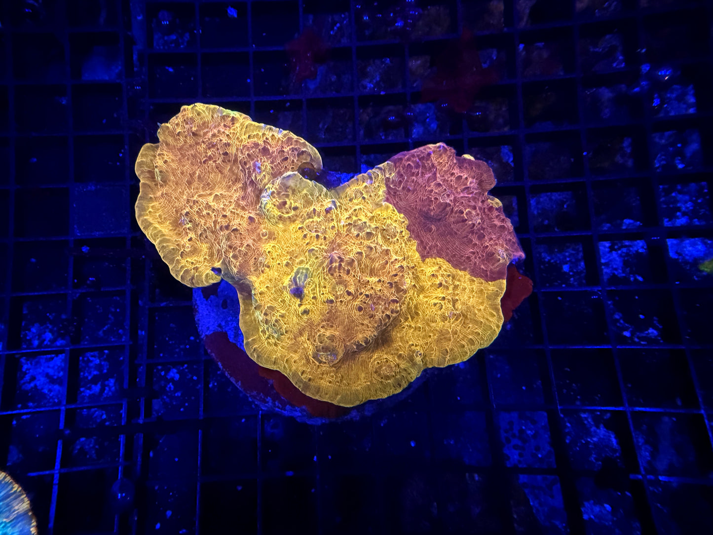 Indo Chalice