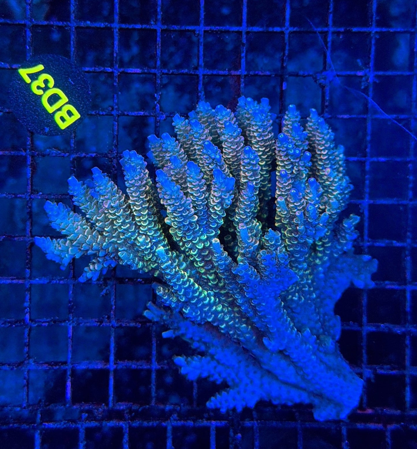 Malay Acro