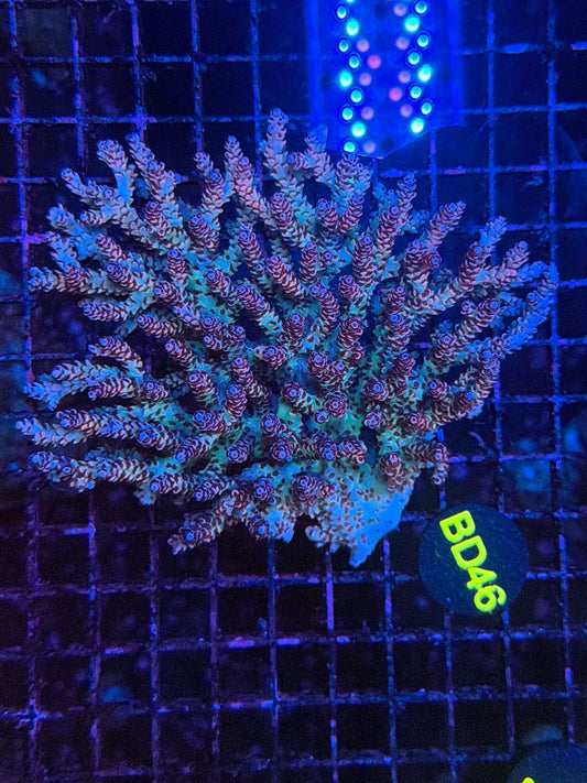 Malay Acro