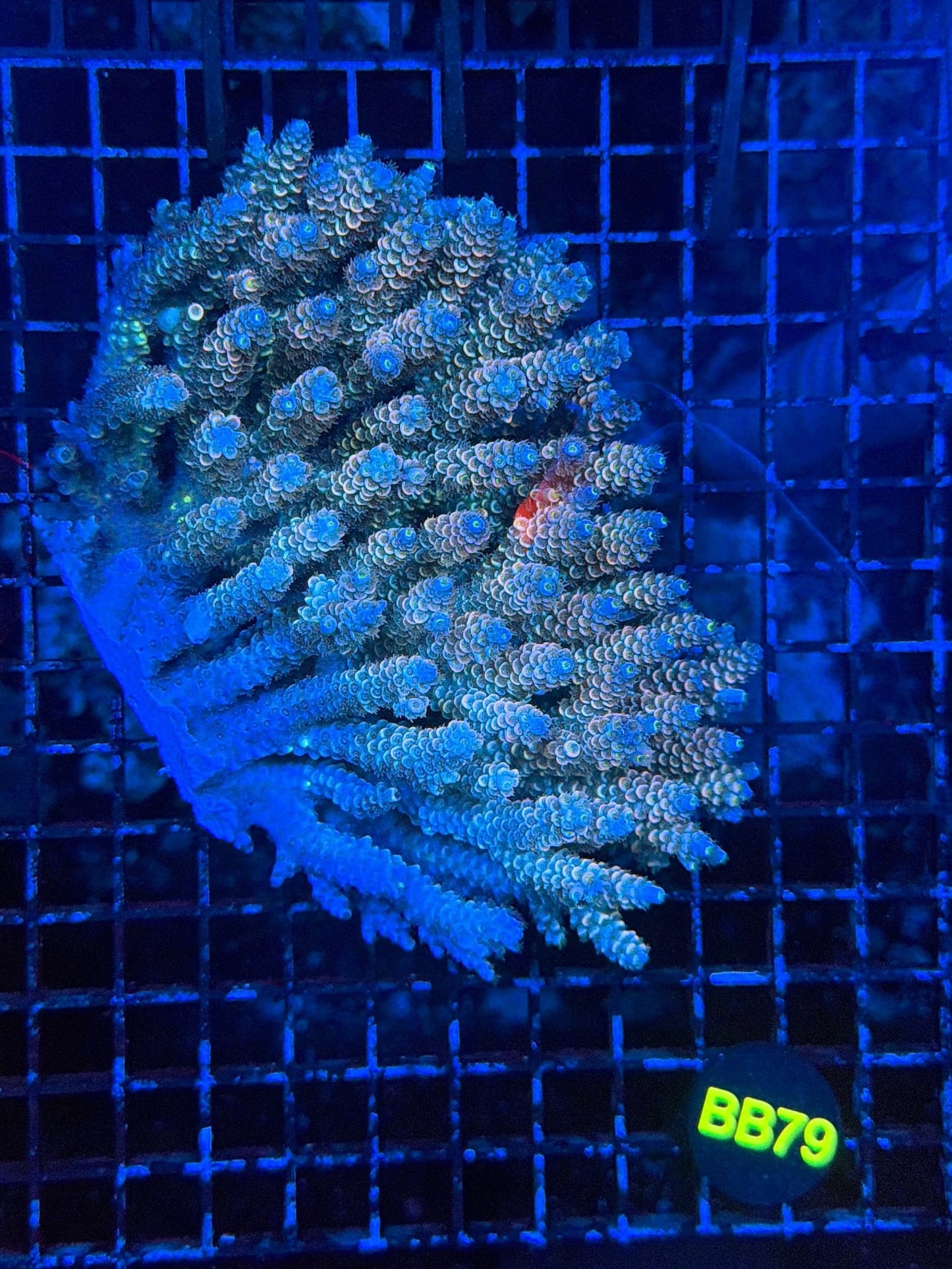 Malay Acro XL