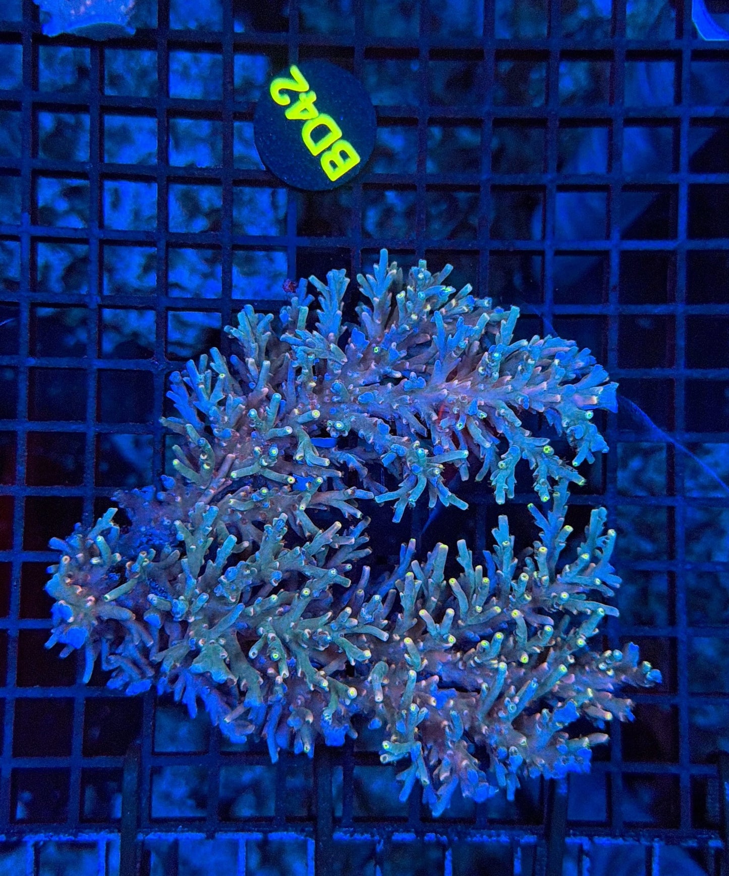 Malay Acro