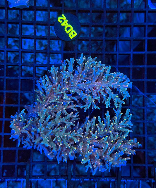 Malay Acro