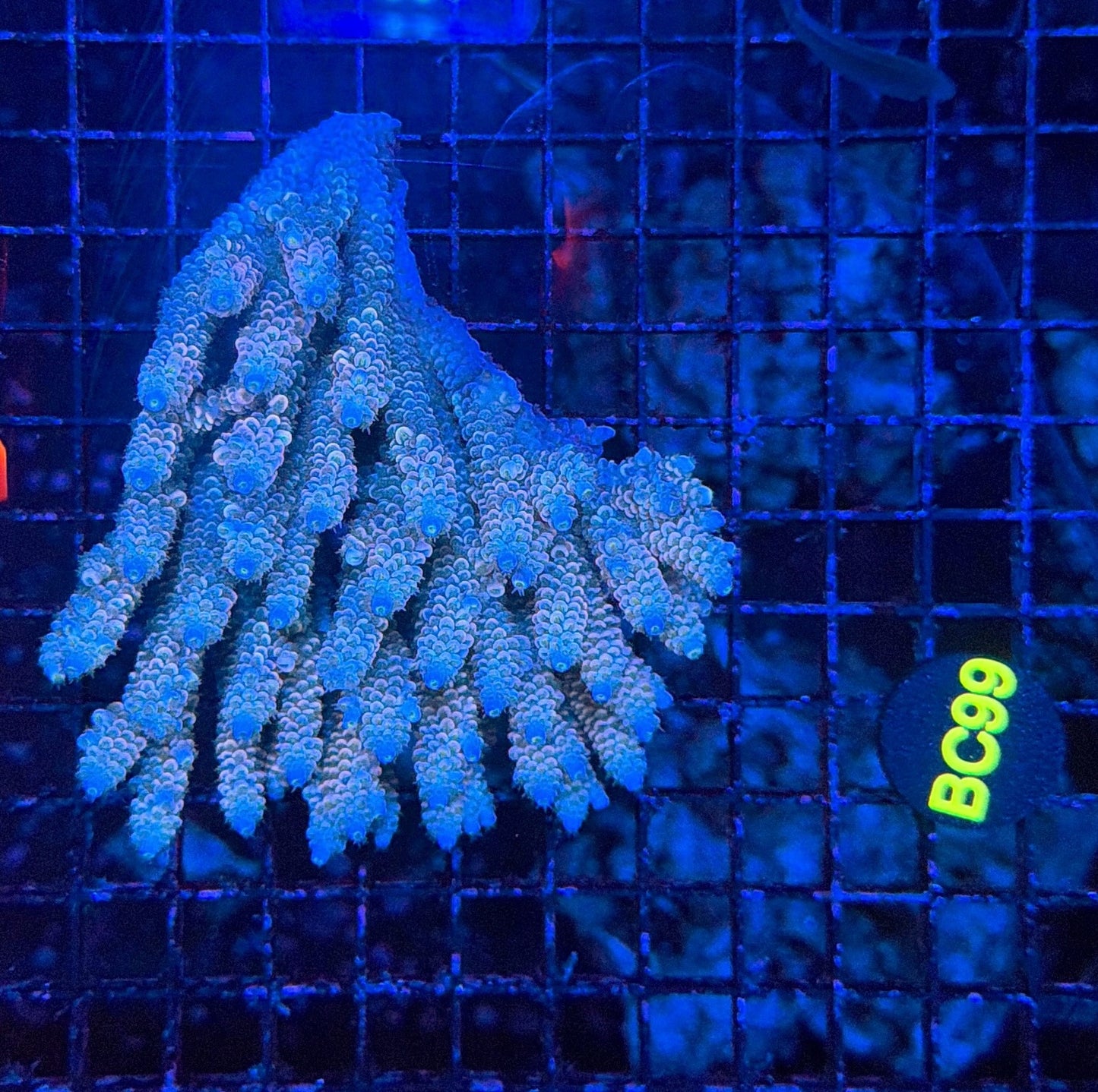Malay Acro