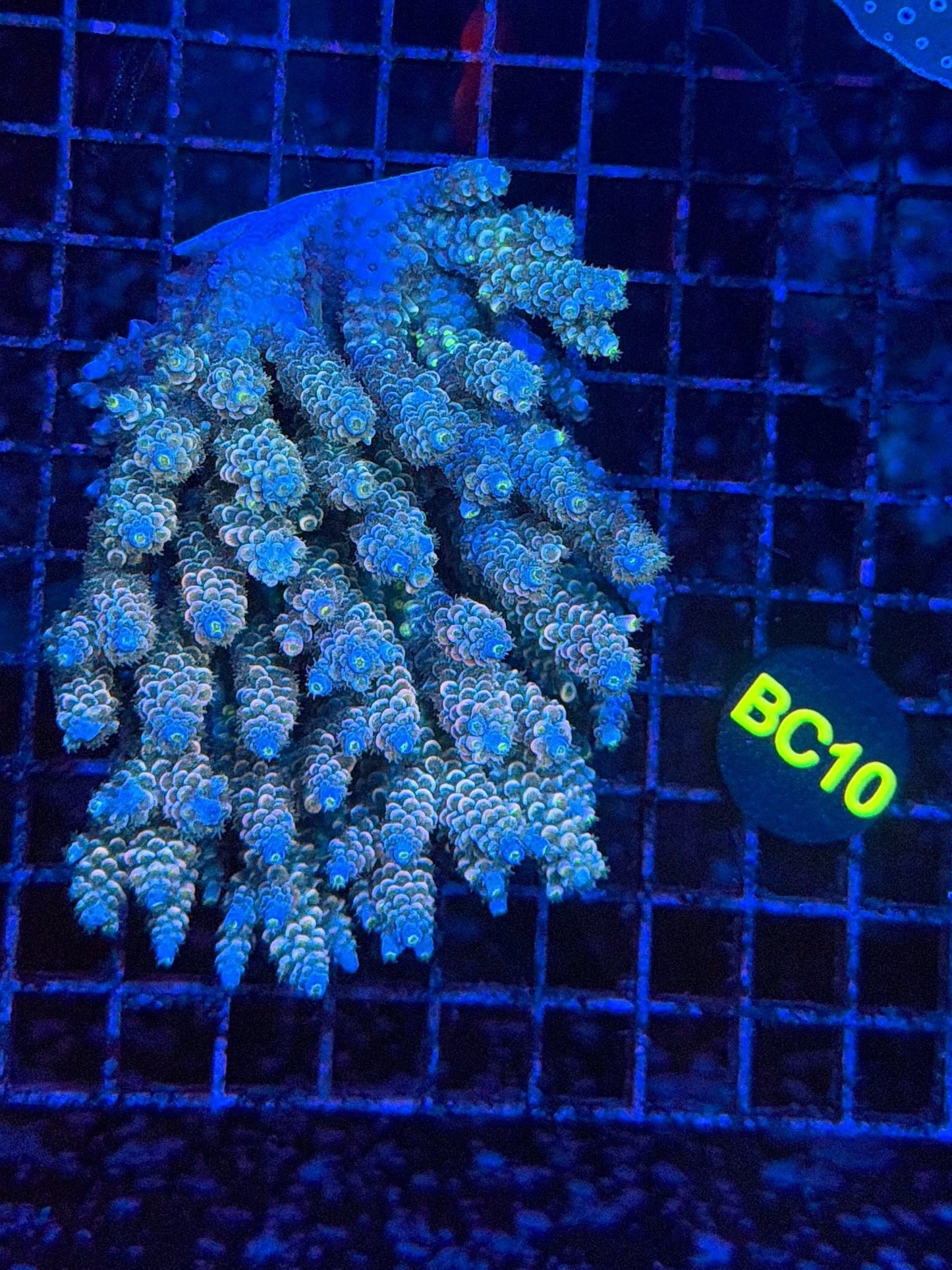 Malay Acro