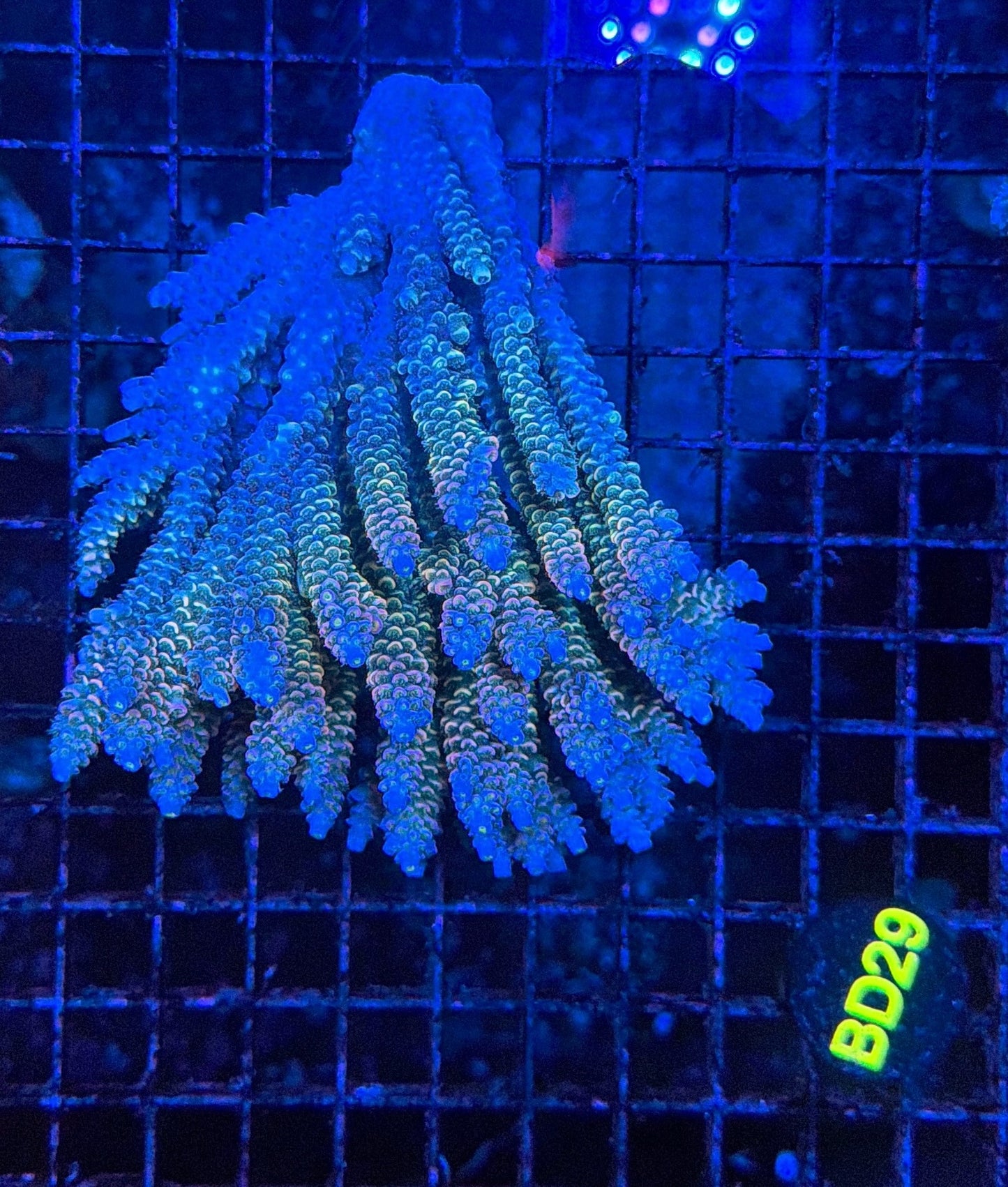Malay Acro
