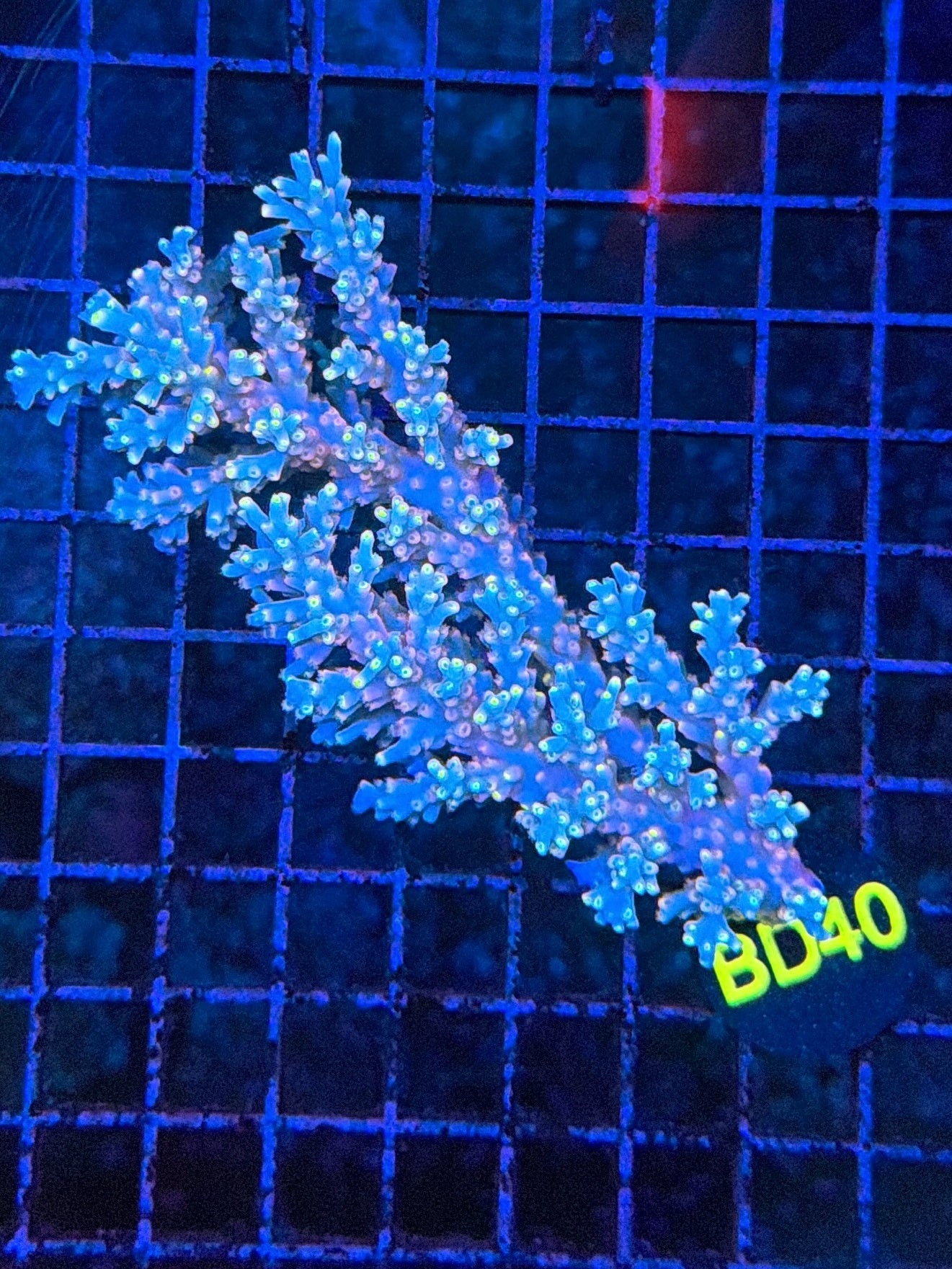 Malay Acro M