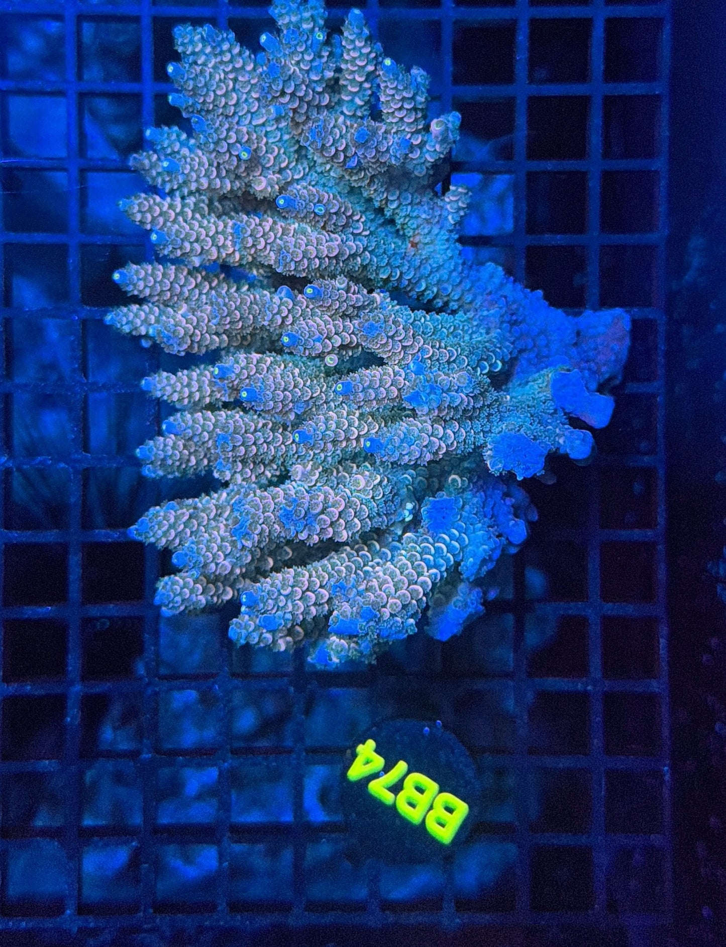 Malay Acro