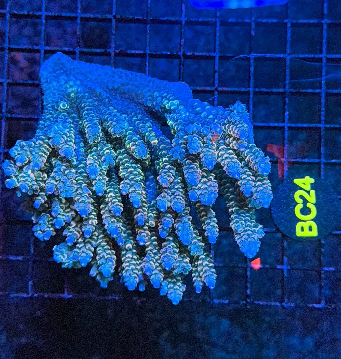 Malay Acro