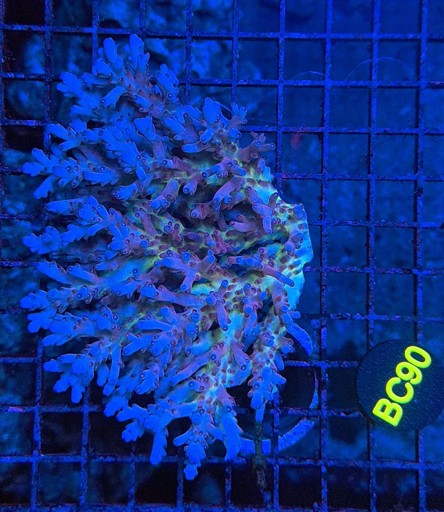 Malay Acro