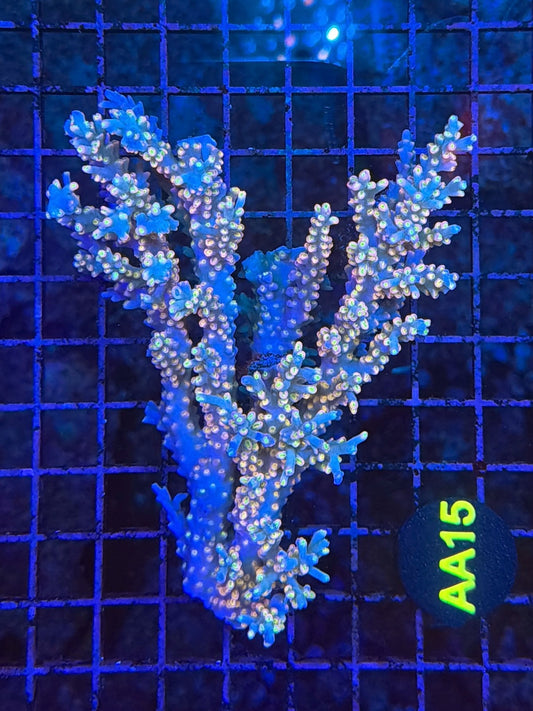 Malay Acro