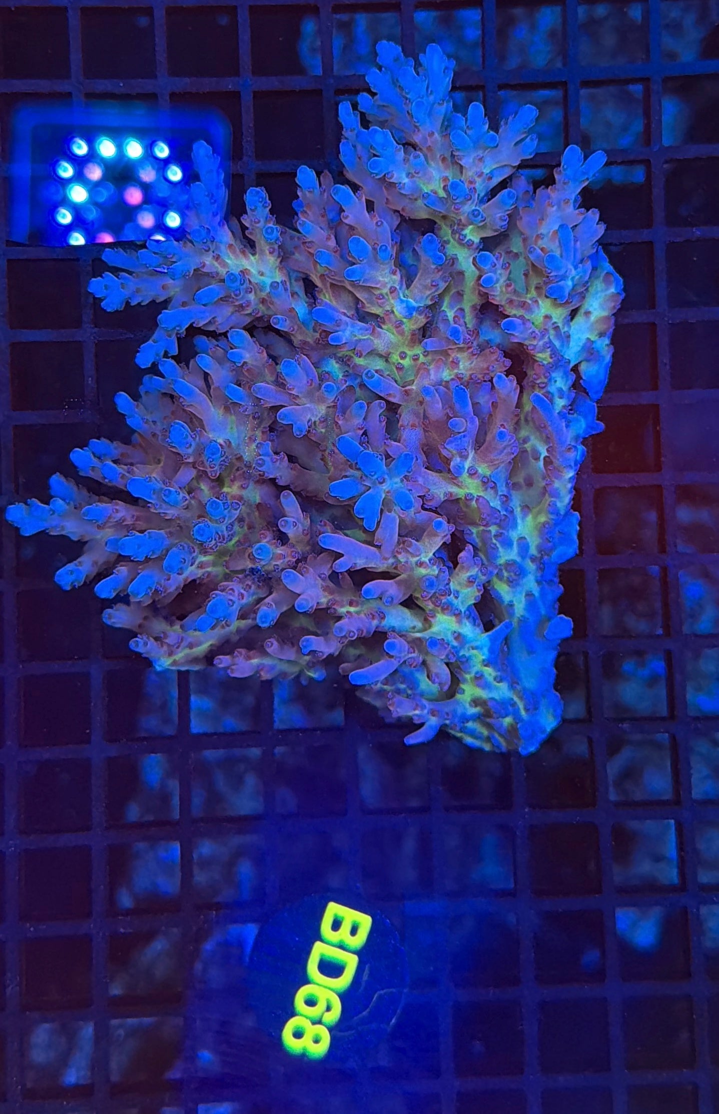 Malay Acro