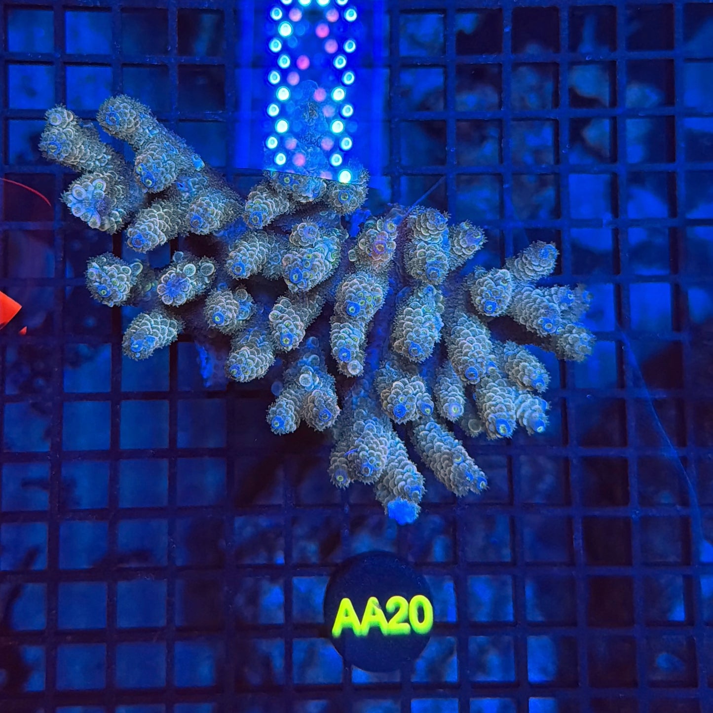 Malay Acro
