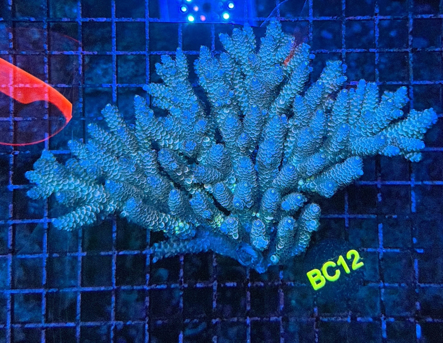 Malay Acro XL