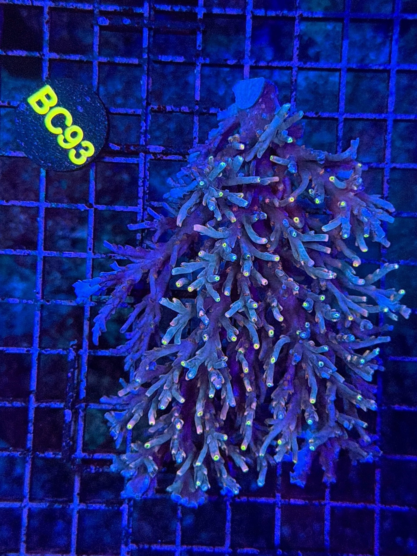 Malay Acro